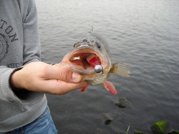 toernooi gijzelaar erwt Baars record op Delalande Shad GT! - Vissen met Kunstaas .nl