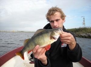 Dikke Noordzeekanaal baars