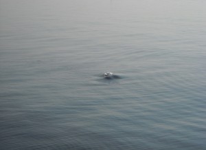 Zuidpier zeehond
