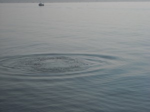 Zuidpier zeehond