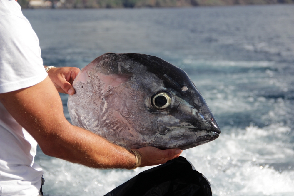 Big Eye Tuna Madeira