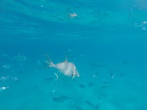 Grijze Trekkervis-tijdens snorkelen Sardinië