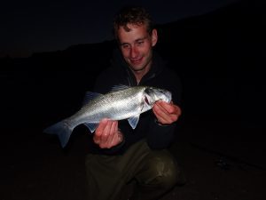 Seabass South Devon