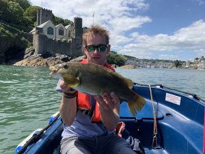 Dartmouth Castle Wrasse (lipvis)