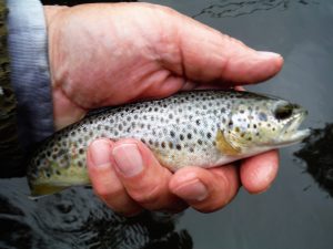 Upper river Wye Brown Trout (bruine forel)