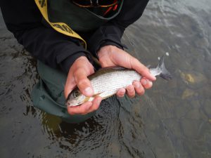 Grayling (vlagzalm) op de Upper river Wye